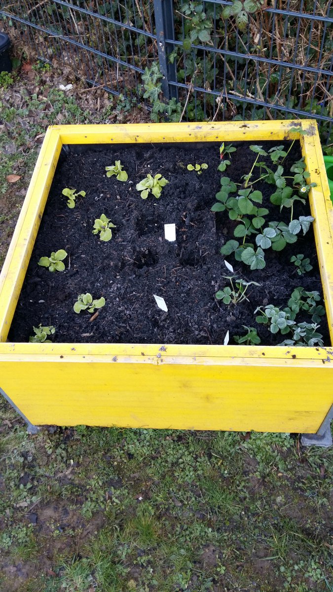 18.3.: erstes Beet bepflanzt