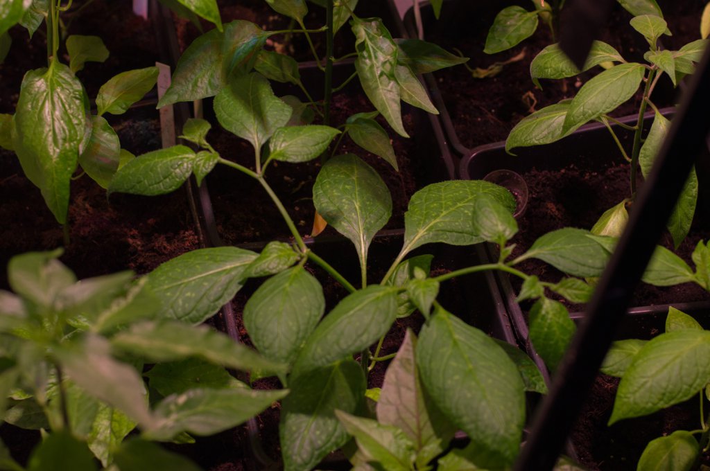 180417_White_Rocoto
