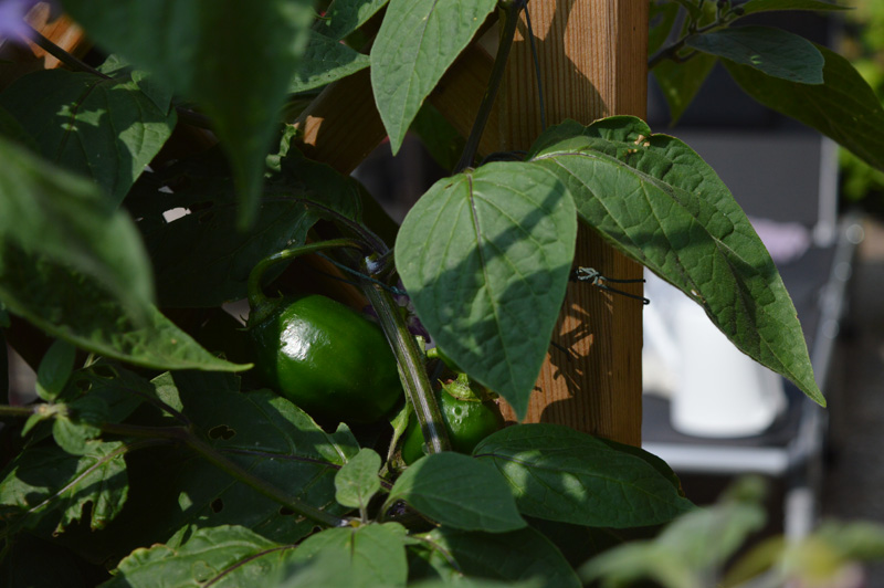 180722_Rocoto