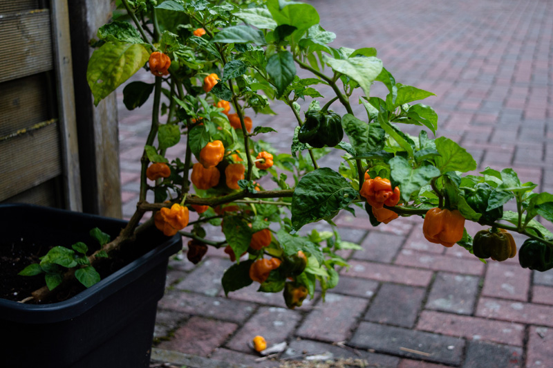 180923_Chilis_4