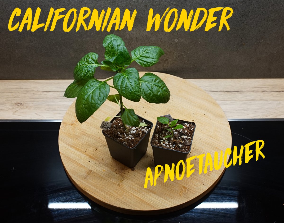 19.01 californian wonder +apnoetaucher.jpg