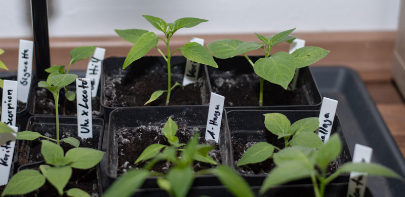 190121_Chilis_4.jpg