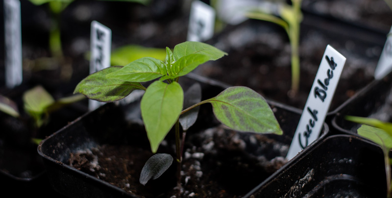 190121_Chilis_7.jpg