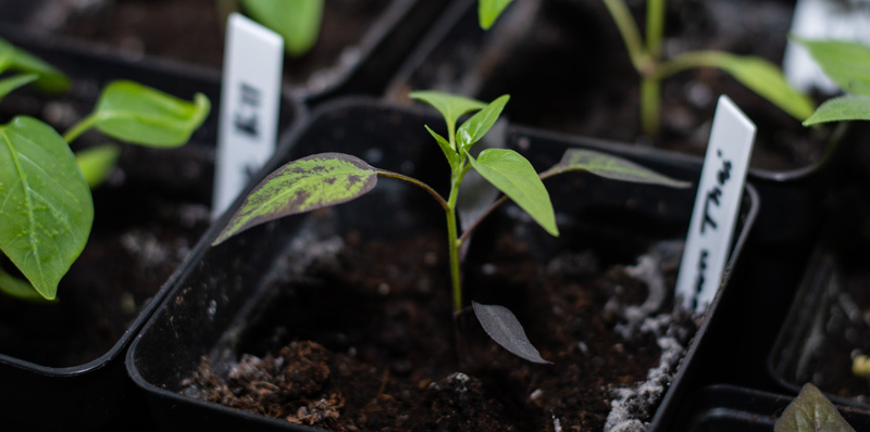 190121_Chilis_8.jpg