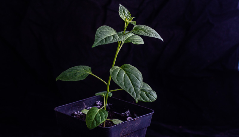 190129_Ulupica_x_Locoto.jpg