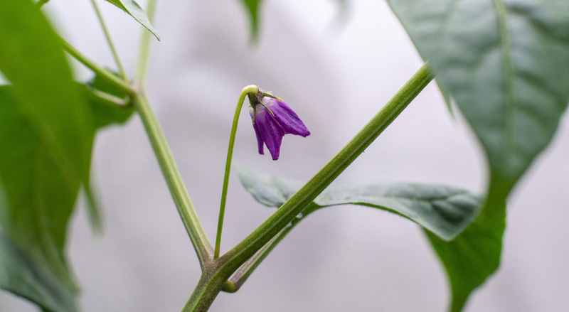 190312_Rocotoblüten.jpg