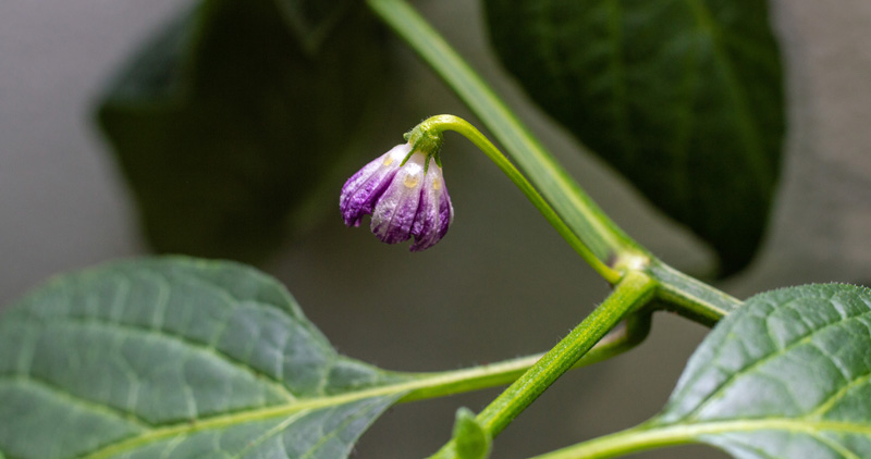190312_Rocotoblüten_2.jpg