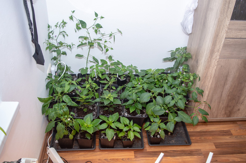 190316_Chilis_1.jpg