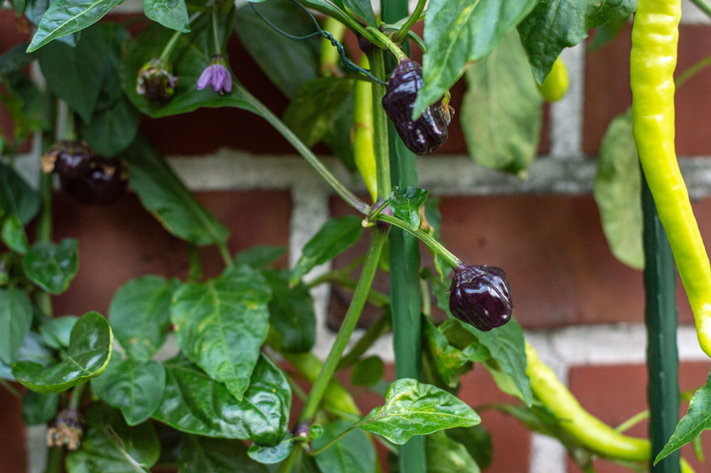 190617_Black_Scorpion_Tongue_1.jpg