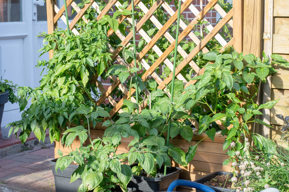 190625_Chilis.jpg