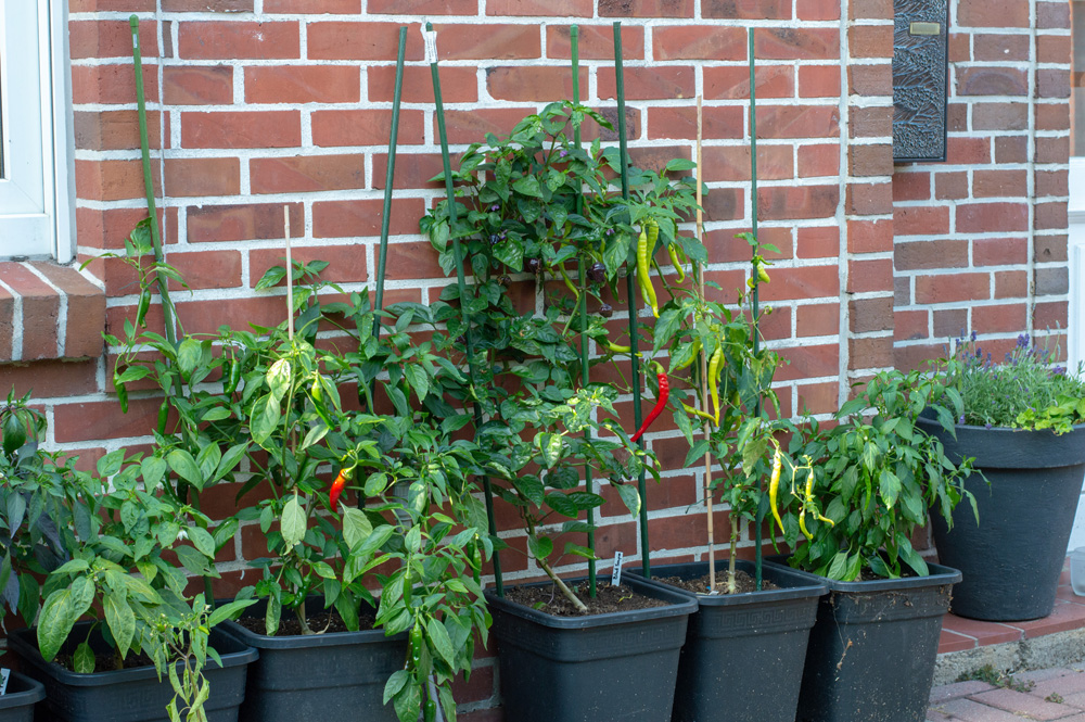 190625_Chilis_1.jpg