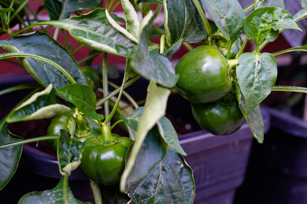190625_Chilis_3.jpg