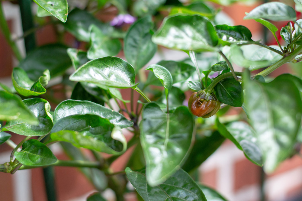 190703_Black_Scorpion_Tongue.jpg