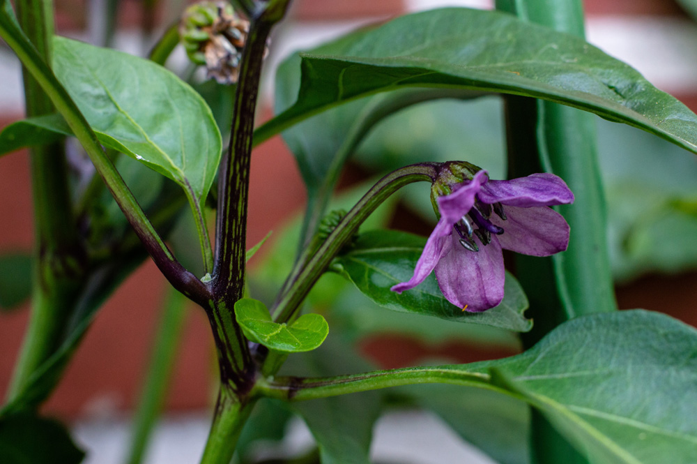 190703_Black_Scorpion_Tongue_1.jpg
