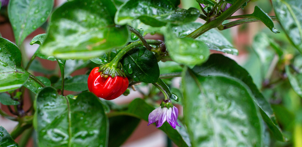 190711_Black_Scorpion_Tongue.jpg