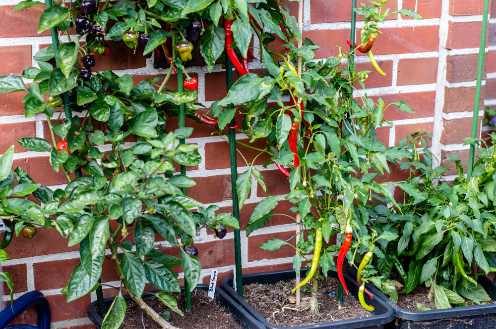 190721_Chili.jpg
