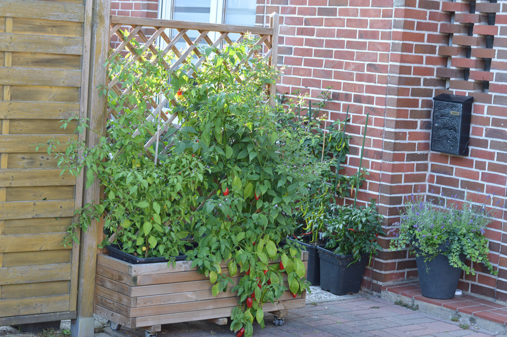 190808_Rocoto.jpg