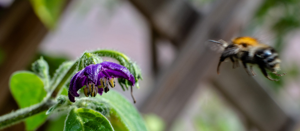 190826_Hummel_1.jpg