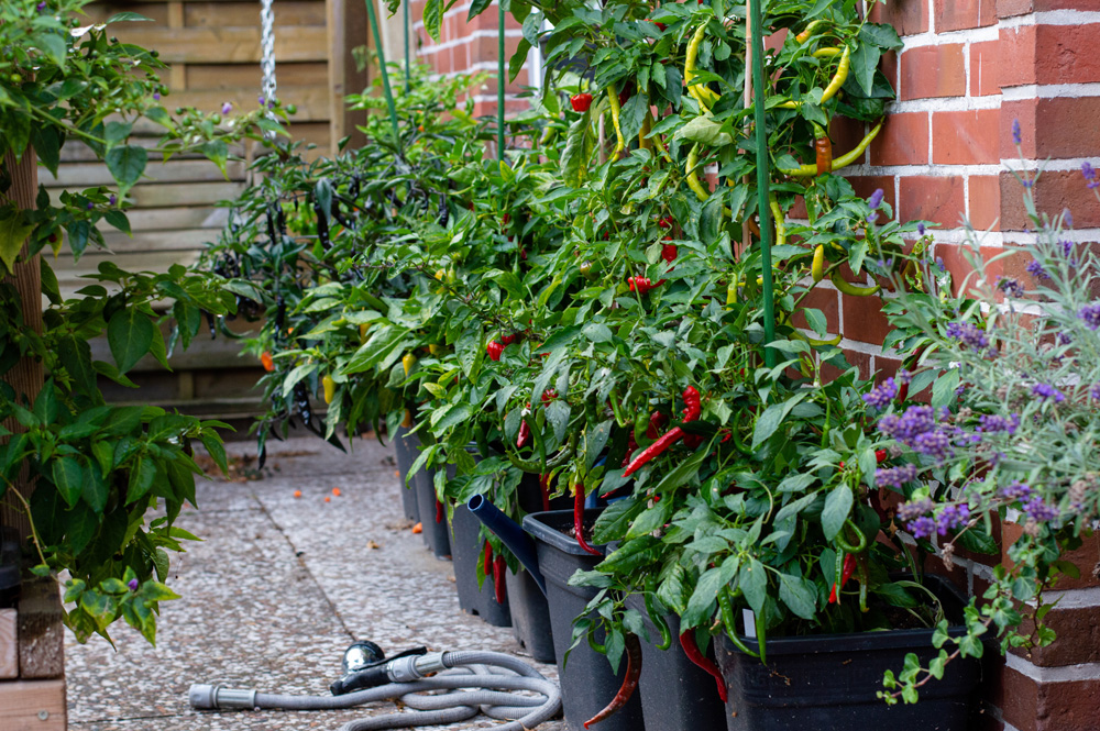 190905_Chilis.jpg