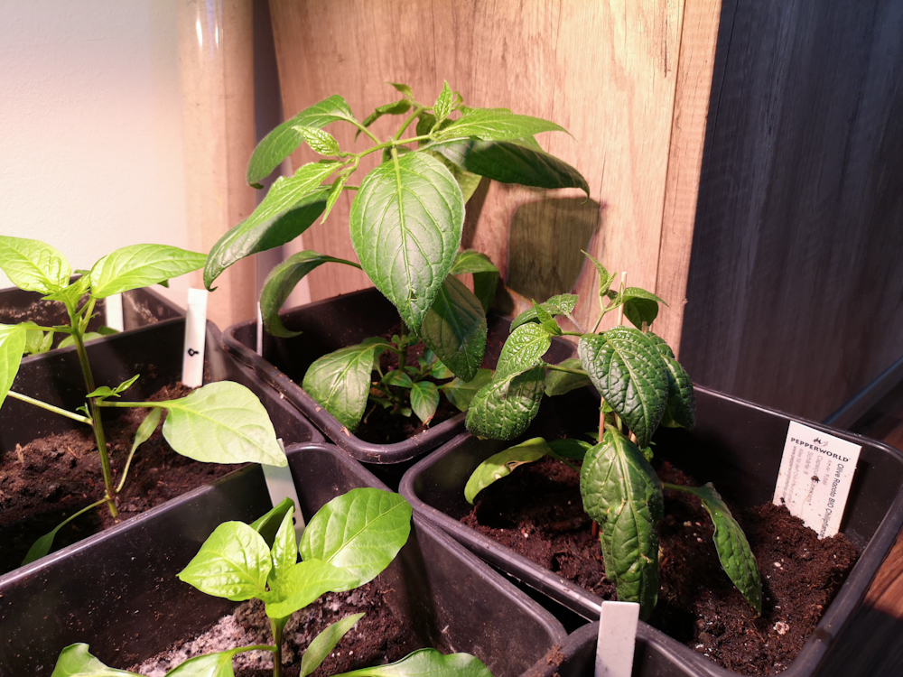 200418_Chilis_6