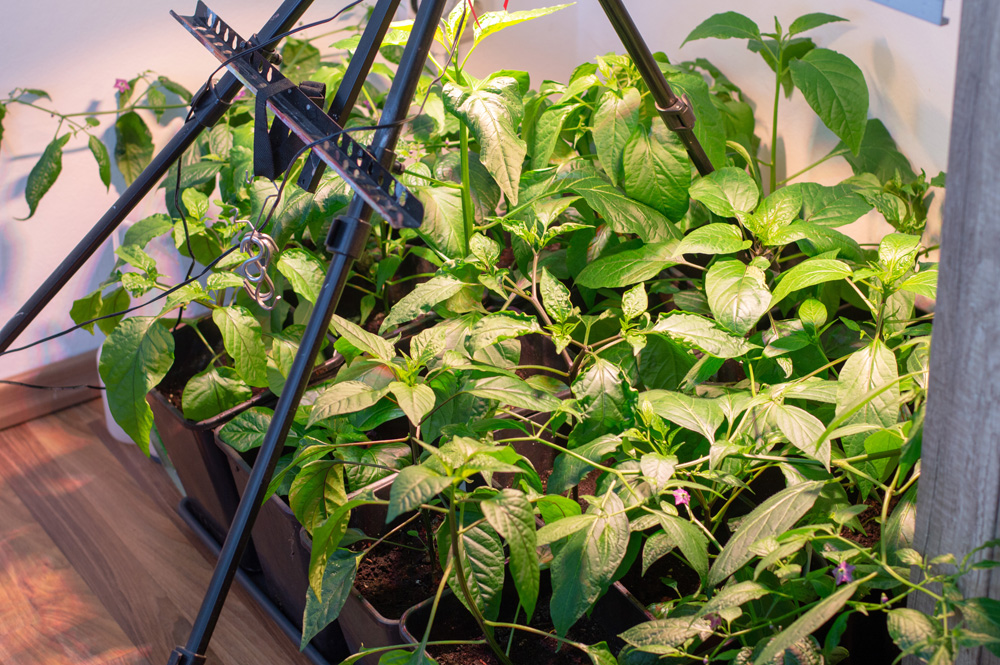 200505_Chilis_Blüten.jpg