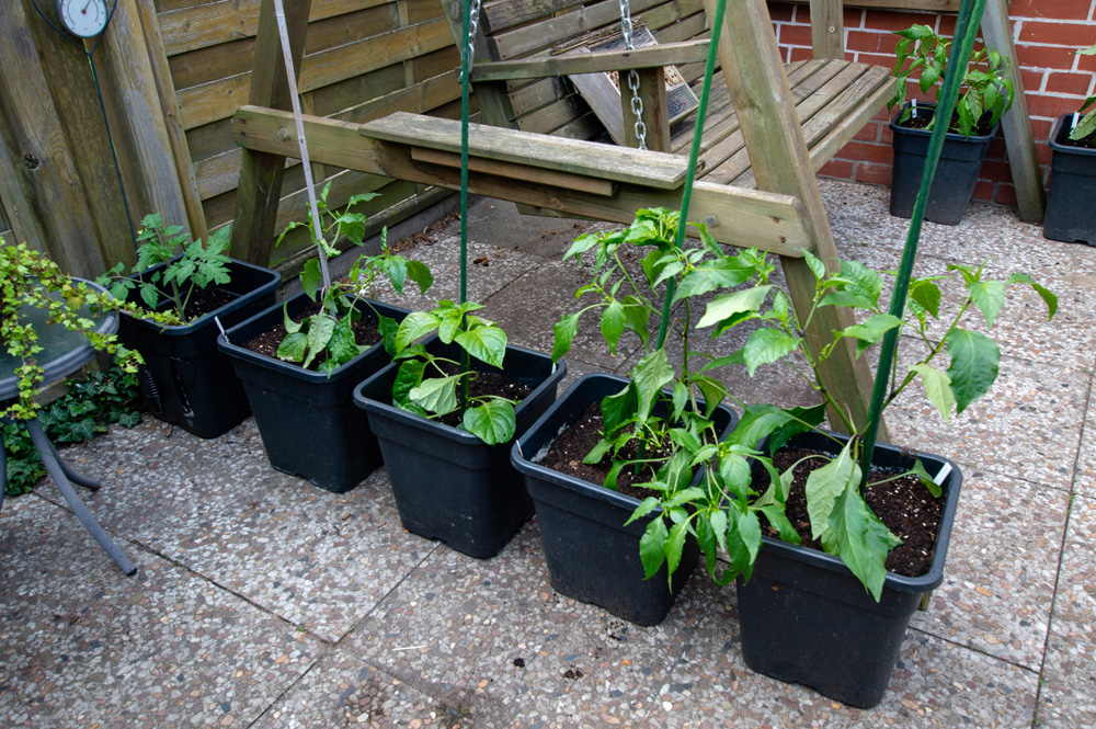 200526_Chilis.jpg