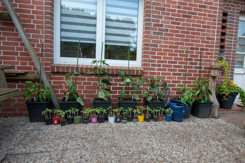 200526_Chilis_1.jpg