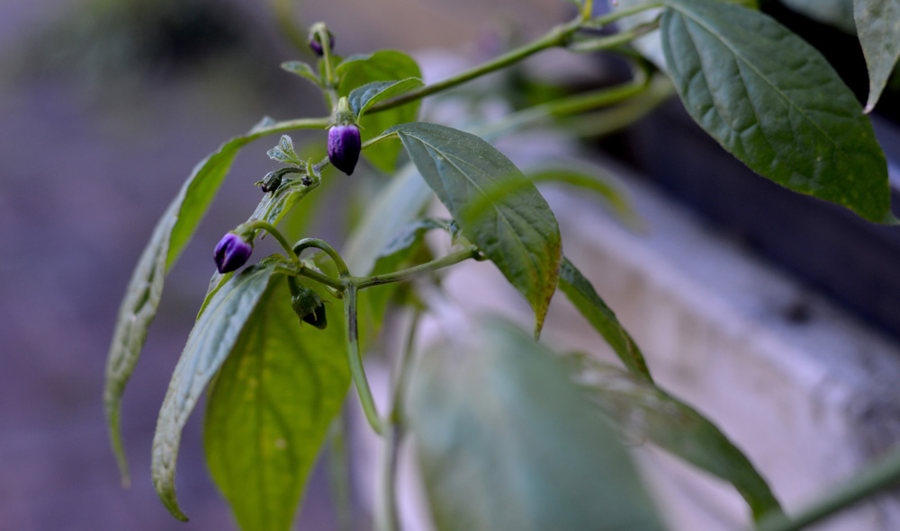 200609_Rocoto_Olive_Mini.jpg