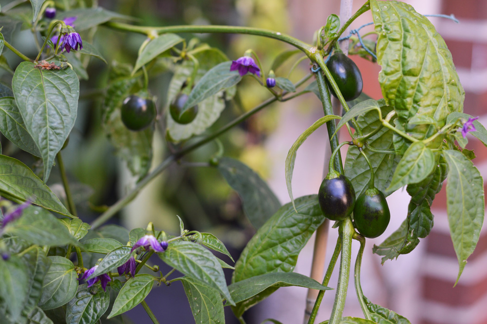 200712_Rocoto_Olive_Mini.jpg