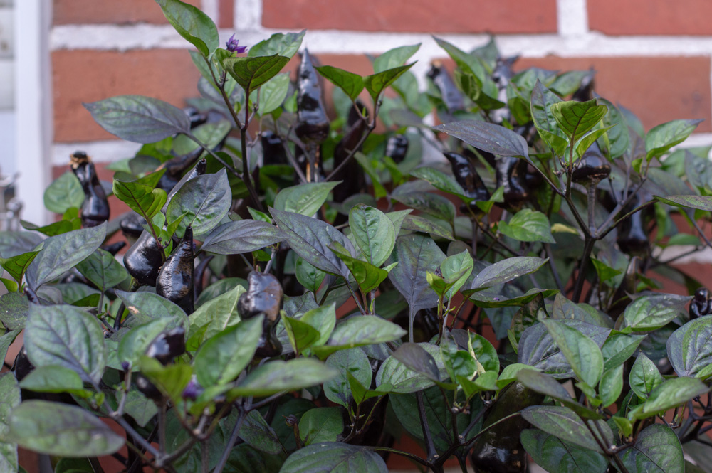 200811_Tiger_Jalapeno_1.jpg