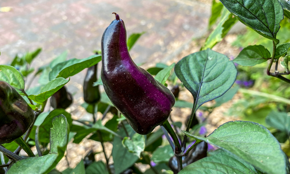 200814_Tiger_Jalapeno_1