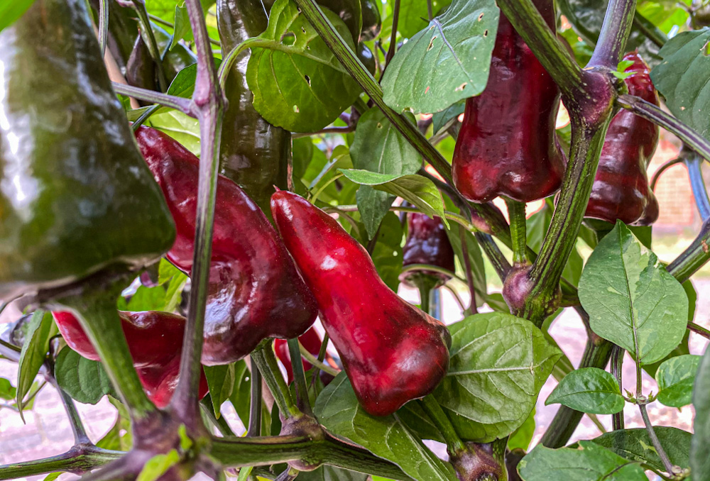 200814_Tiger_Jalapeno_2