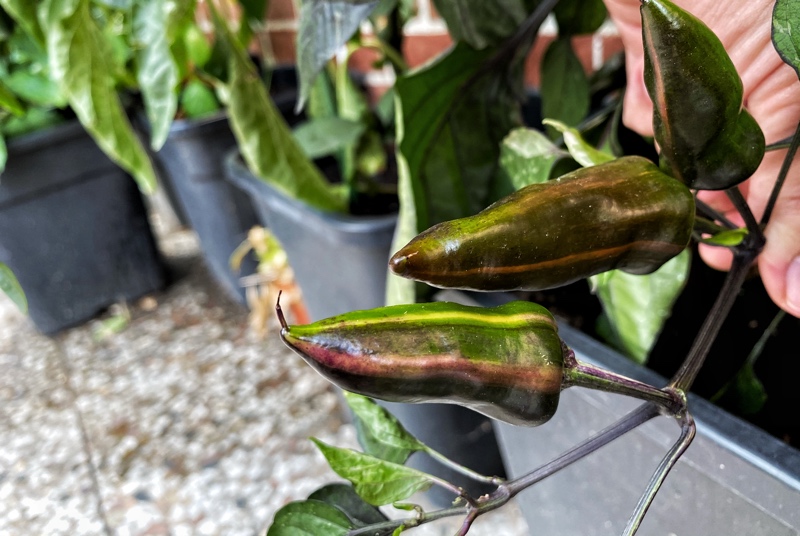 200901_Tiger_Jalapeno_3