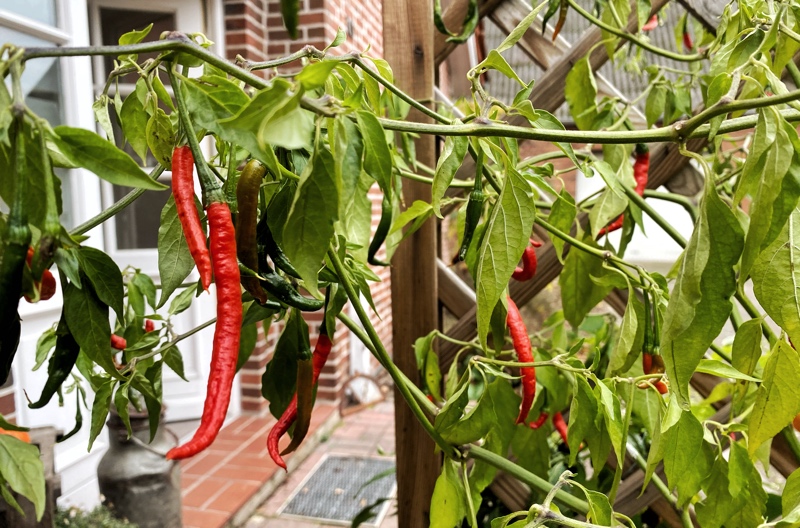201412_Chili_3