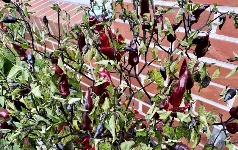 201412_Chili_4