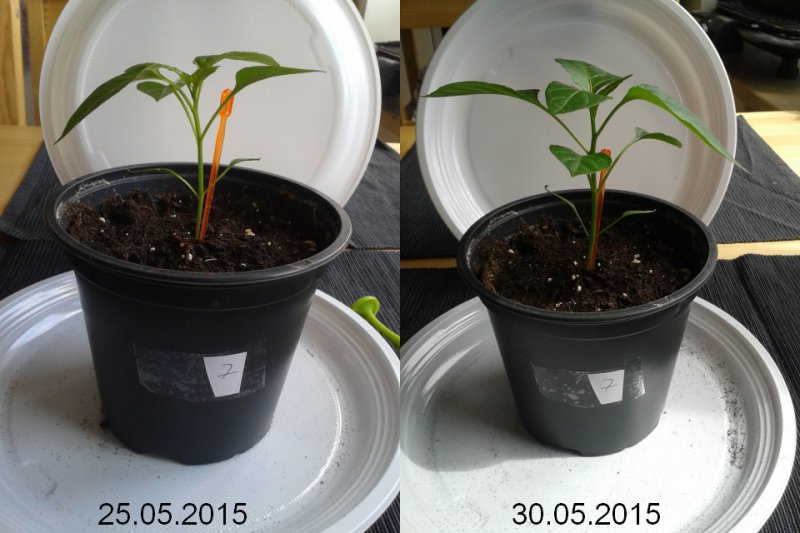 2015-05-30-vergleich-07