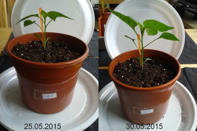 2015-05-30-vergleich-11