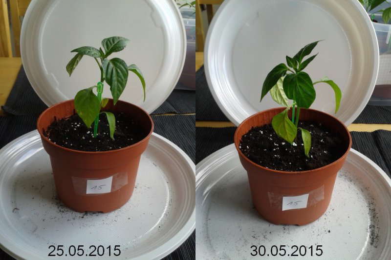 2015-05-30-vergleich-15