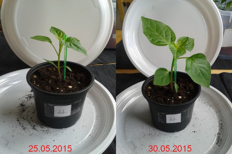 2015-05-30-vergleich-22