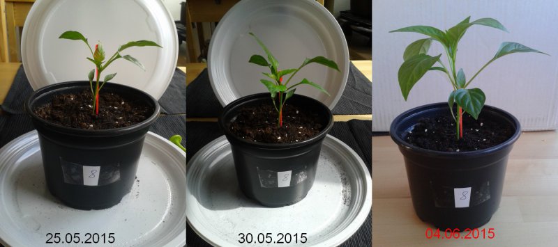 2015-06-04-Vergleich-08