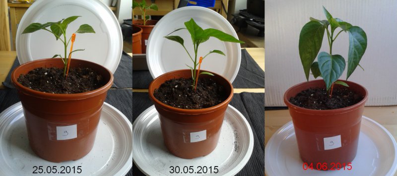 2015-06-04-Vergleich-09