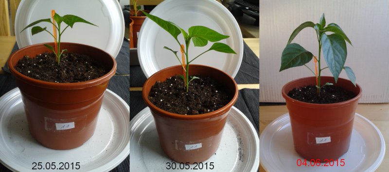 2015-06-04-Vergleich-11