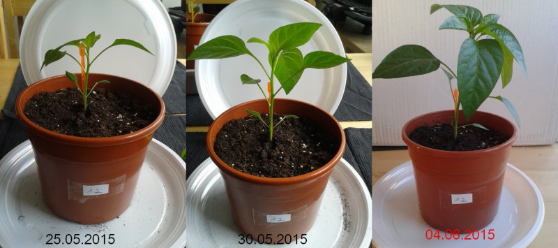 2015-06-04-Vergleich-12