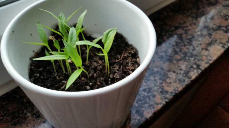 20150520_060730