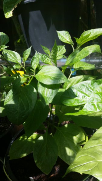 20150702_124247