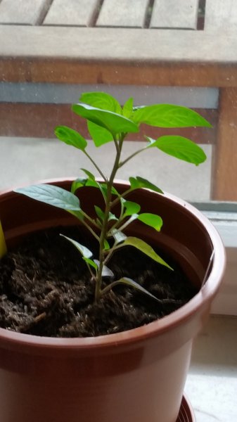 20150711_125029