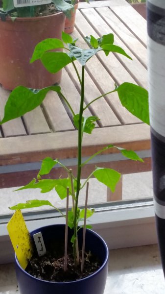 20150711_125037