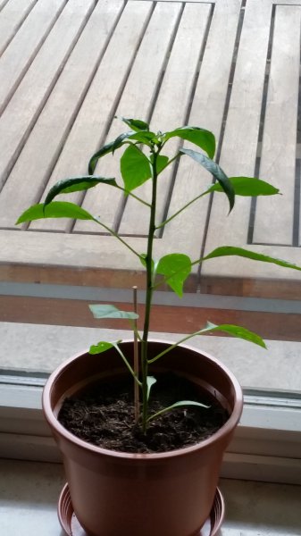 20150711_125041