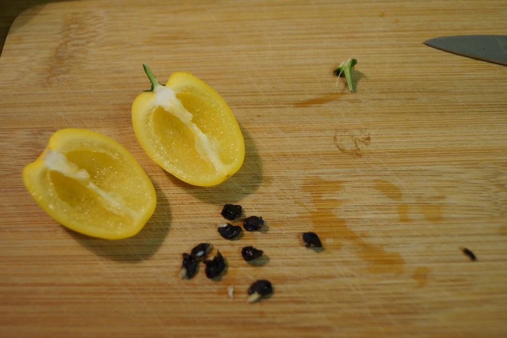 20160802_Rocoto 003