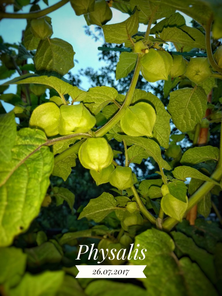 2017-07-26_09-57-15